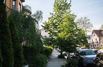 Sunny Residential Street with Parked Cars and Green Trees