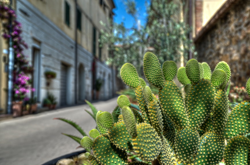 Green Cactus in Italian Village Street