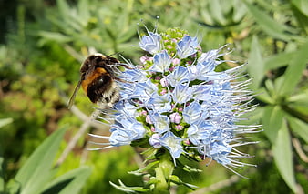 Bumblebee Pollinating Blue Phacelia Flower in Garden