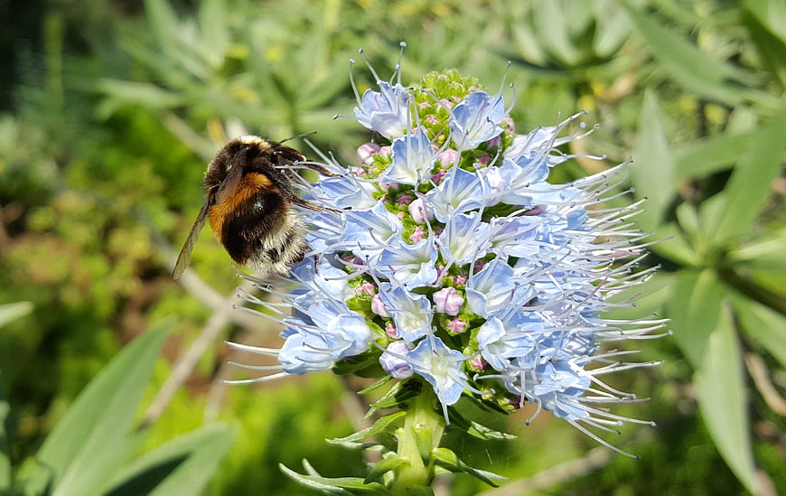 Bumblebee Pollinating Blue Phacelia Flower in Garden