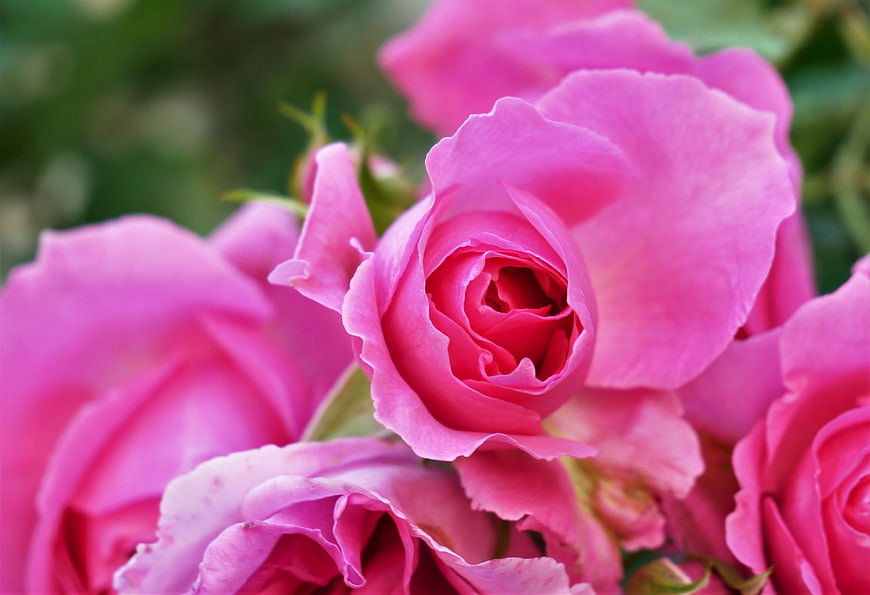 Close-up of vibrant pink roses with soft green background