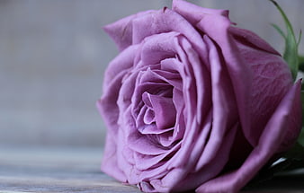 Close-up of a purple rose on a wooden surface