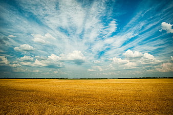 Golden Wheat Field Under Dramatic Blue Sky with Clouds
