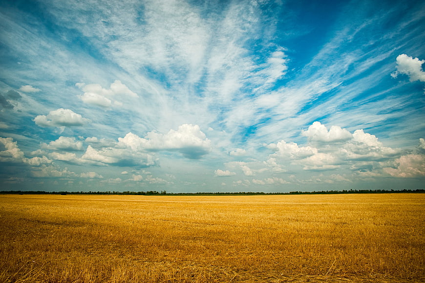 Golden Wheat Field Under Dramatic Blue Sky with Clouds