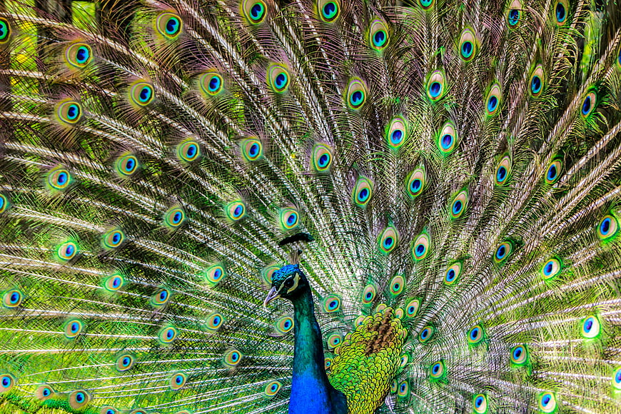 Male Peacock Displaying Vibrant Blue and Green Tail Feathers