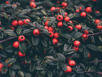 Close-up of vibrant red berries on dark green bush