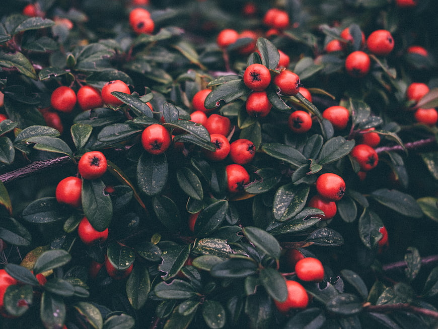 Close-up of vibrant red berries on dark green bush