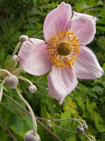 Close-up of delicate pink anemone flower with yellow stamens