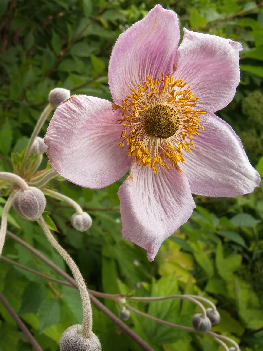 Close-up of delicate pink anemone flower with yellow stamens