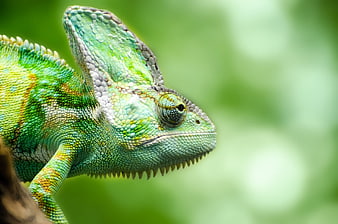 Close-up profile of a green Yemen chameleon on a branch