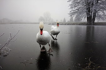 Two white swans walking on frozen lake in winter