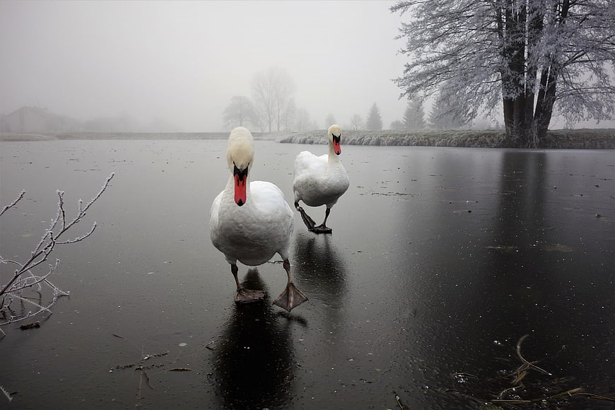 Two white swans walking on frozen lake in winter