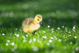 Cute Yellow Duckling Walking in Green Grass