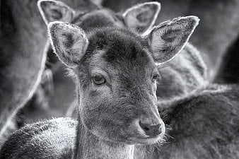 Black and white portrait of a young fallow deer