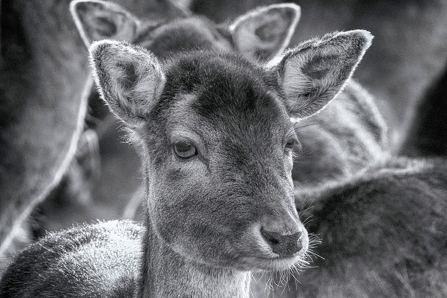 Black and white portrait of a young fallow deer