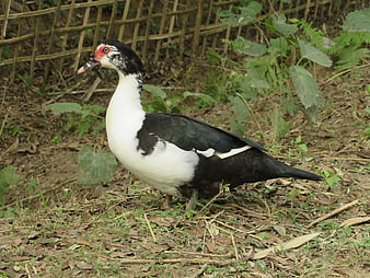 Muscovy duck standing on ground with bamboo fence background