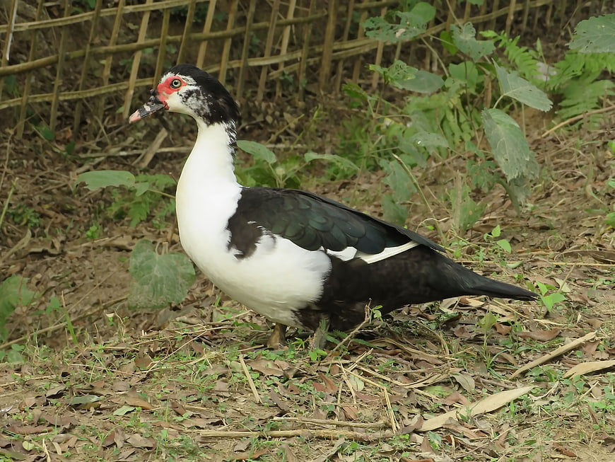 Muscovy duck standing on ground with bamboo fence background