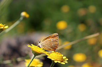 Close-up of a brown butterfly on yellow wildflowers