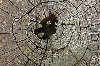 Close-up of cracked tree stump with visible growth rings