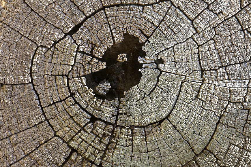Close-up of cracked tree stump with visible growth rings