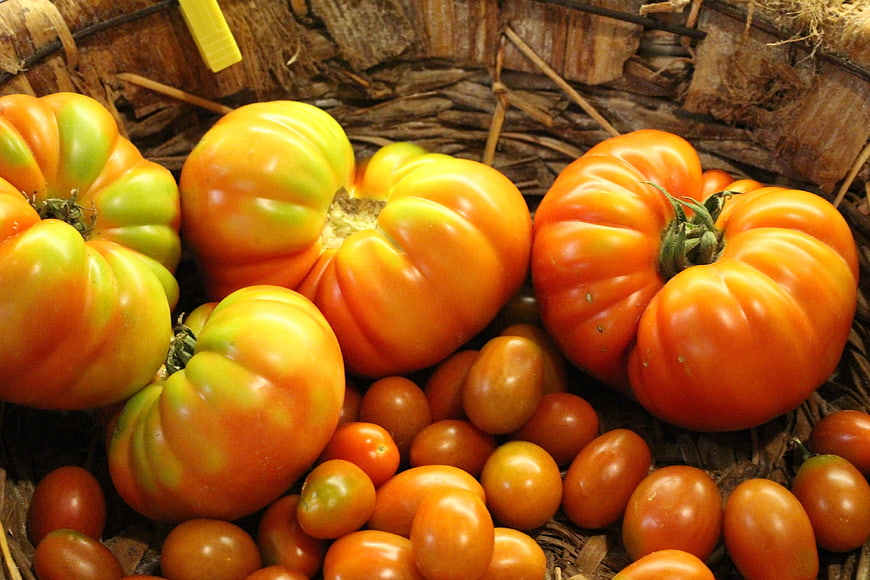 Heirloom and Cherry Tomatoes in Woven Basket