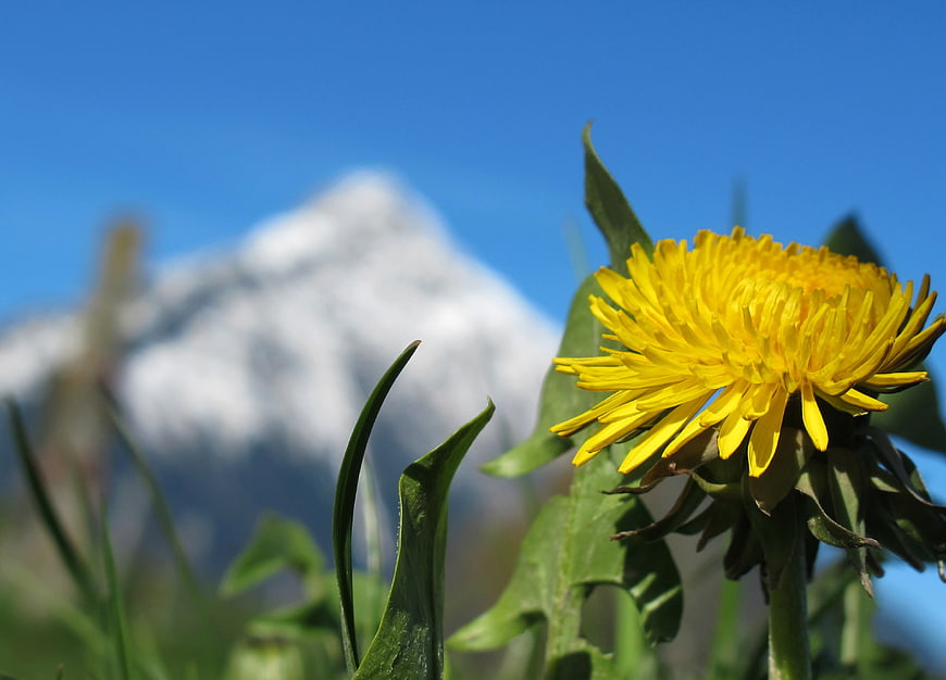 Yellow dandelion flower blooming in spring with snow-capped mountain background