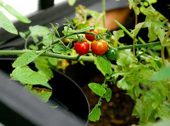 Ripe Red and Green Cherry Tomatoes on the Vine