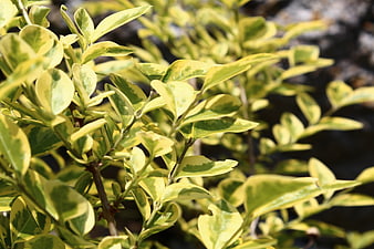 Close-up of Variegated Green and Yellow Leaves in Sunlight