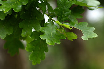 Green Oak Leaves with Blurred Forest Background