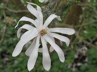 Close-up of white star magnolia blossom on branch