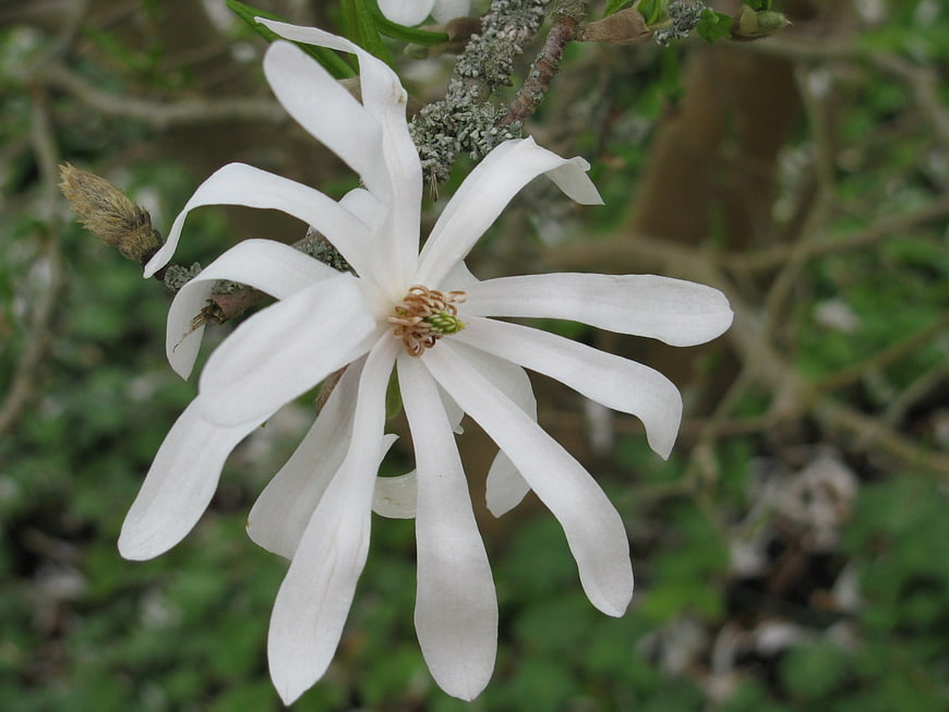 Close-up of white star magnolia blossom on branch
