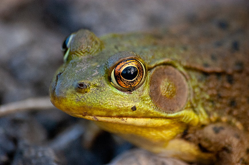 Close-up portrait of a green frog with golden eye