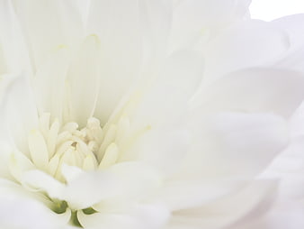 Close-up of white flower petals with soft focus background