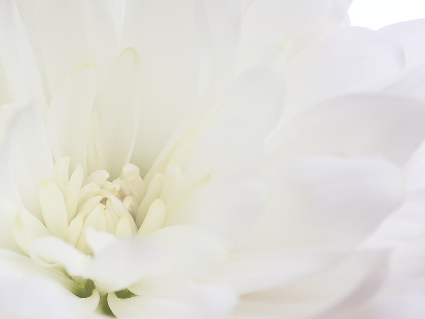 Close-up of white flower petals with soft focus background