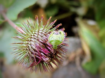 Green Shield Bug on Spiky Burdock Bud