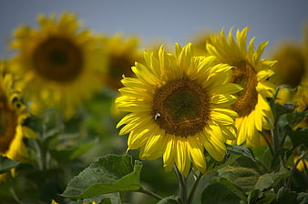 Close-up of a vibrant yellow sunflower with a bee in a field