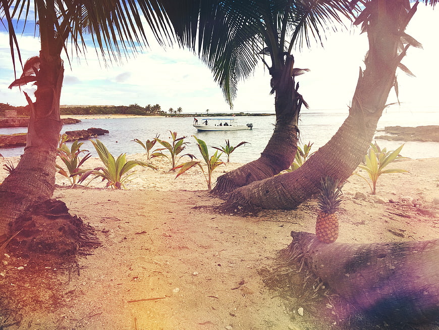 Tropical beach scene with palm trees and pineapple on sand