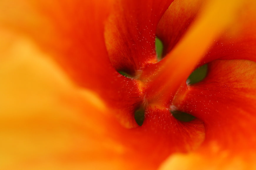 Macro Abstract Orange Flower Petal Texture Close Up