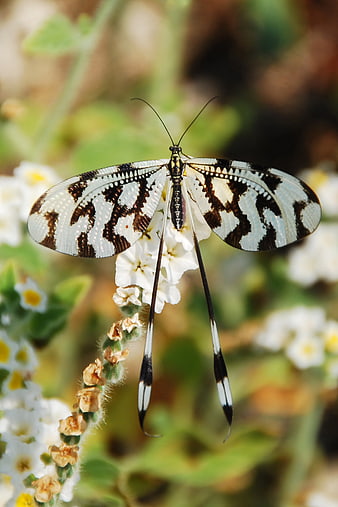 Black and White Lacewing Insect on White Flowers