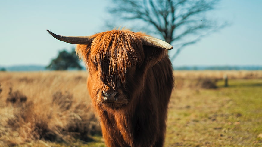 Portrait of Highland Cow in Field