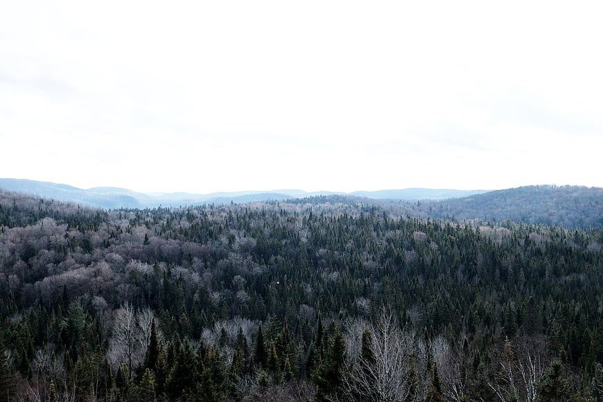 Overcast forest landscape with rolling hills and evergreen trees