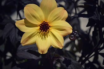 Yellow Dahlia Flower with Dark Foliage Background