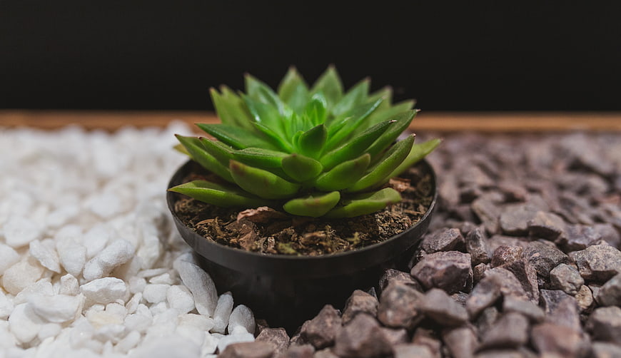Small Green Succulent Plant in Black Pot on White and Grey Stones