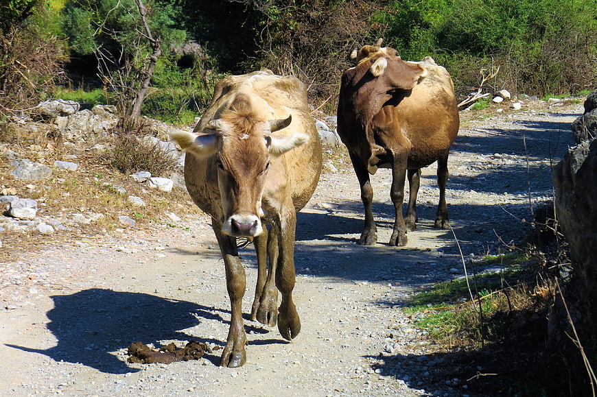 Two brown cows walking on a sunny rural dirt road