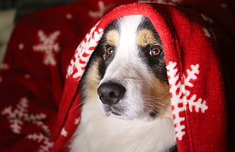 Border Collie Wrapped In Red Christmas Snowflake Blanket