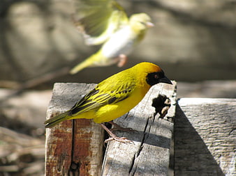 Yellow Weaver Bird Perched on Wooden Post