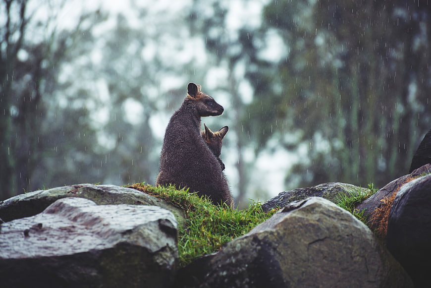 Wallaby with Joey on Rocky Outcrop in Rain