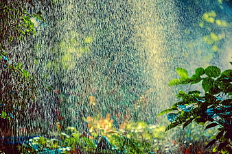 Backlit Water Spray in Garden with Green Leaves