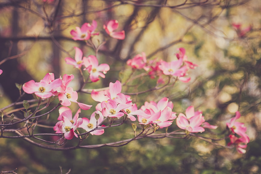 Pink Dogwood Blossoms on Branches in Spring