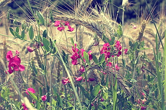 Pink Sweet Peas Blooming in Golden Wheat Field